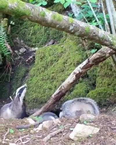 Just a little badgering