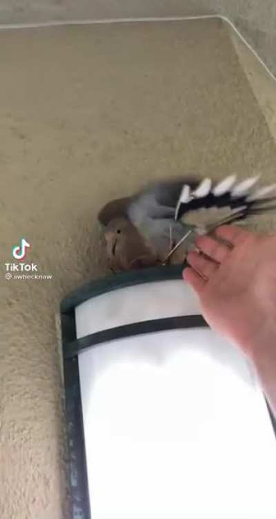 Birb knows what&rsquo;s up