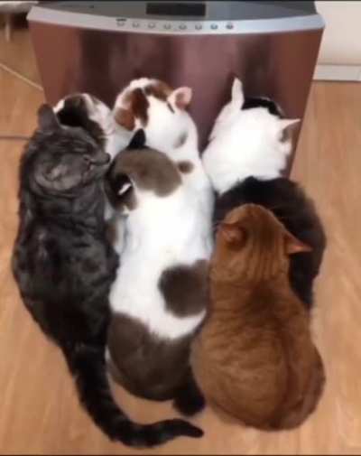 They can't live without warmth for a minute.