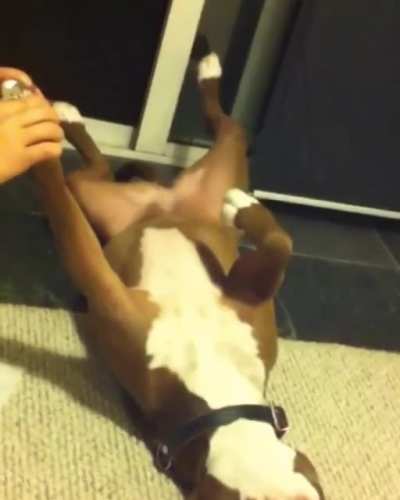 Dog passes on