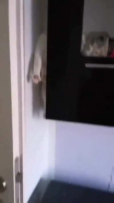 When r/TightPussy and r/CatsareLiquid collide...