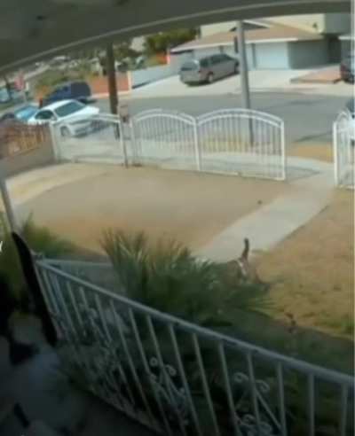 Delivery guy overlooks the dog at first.