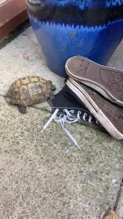 Anyone else&rsquo;s tortoise just head butts shoes?