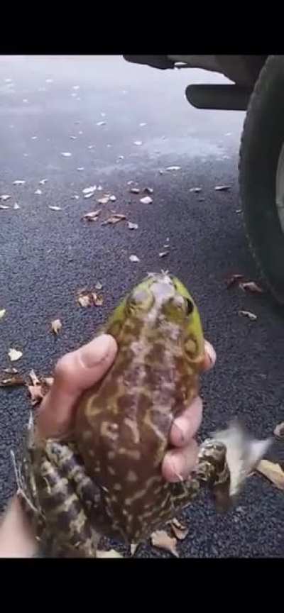 Frog