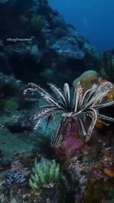 🔥 Crinoid landing on the reef. Location:Raja Ampat, West Papua