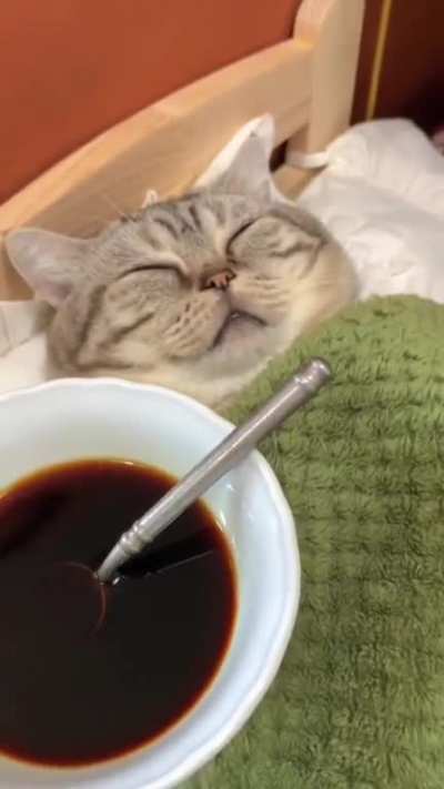 The cat looks so funny, ha ha ha