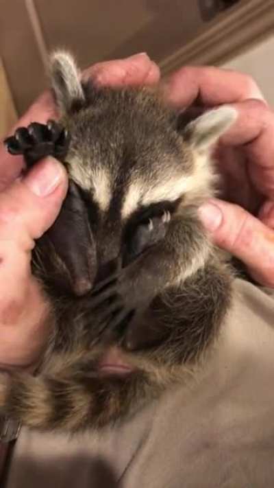 Bebe Handful Sounds