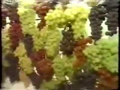 Put an electric cable behind the grapes