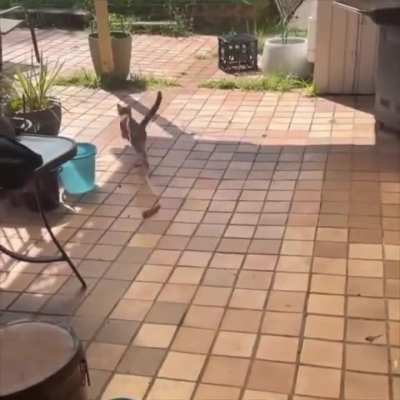 Two types of cats