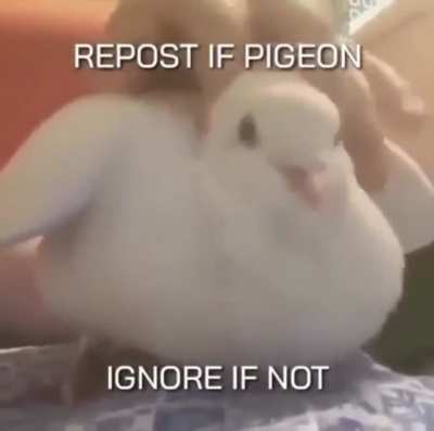 pigoen 👍