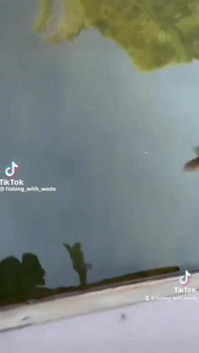 North Carolina fisherman tries to respect wildlife challenge (impossible)
