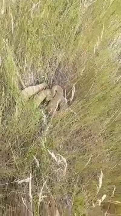 That looks like a rattlesnake...