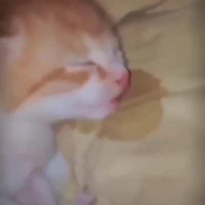 WTF un gato viendo como el cristian juega cualquier juego