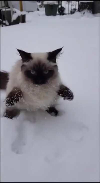 to play in snow