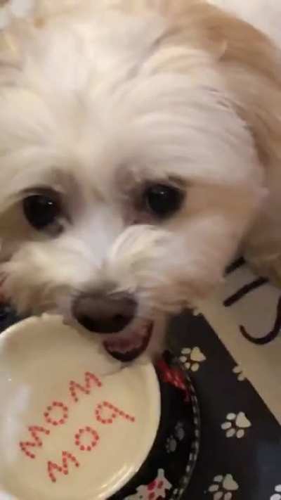 This is my dog. His name is Sid. Sid is angry. Sid does not want to go night night.