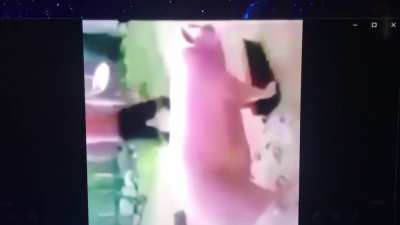 Cursed_ Peppa pig