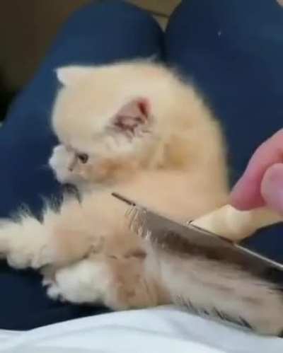 Illegally smol brushies