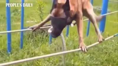 German shepherd final test before becoming a military dog.