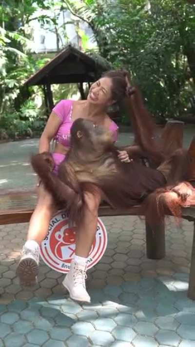 Orangutan Flirting