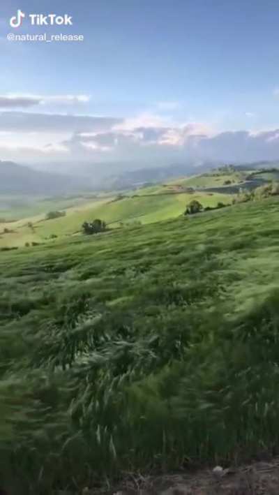 Satisfying field in the wind