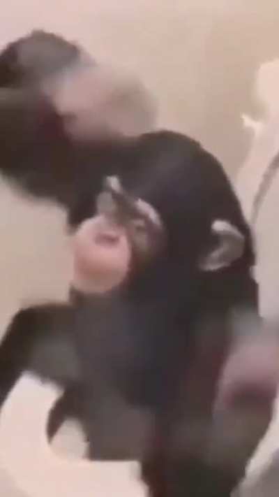 😎 MONKEY IN MY BATHROOM 😎