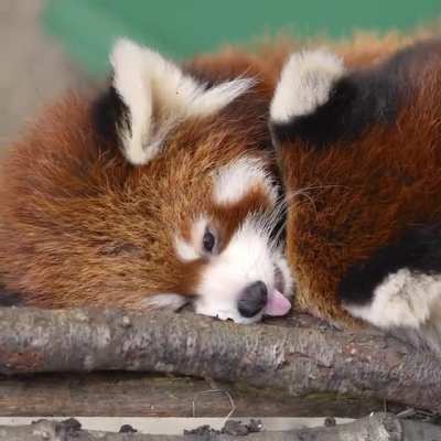 Sleepy twin bro babies
