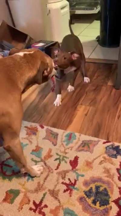 Are y&rsquo;all playing tug?