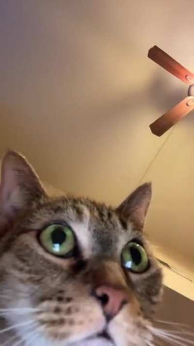 when yuro cat