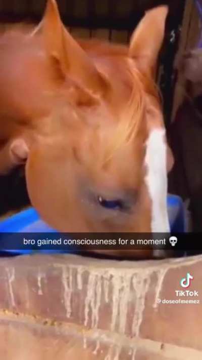 Horse prime