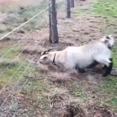 Don&rsquo;t lick the fence