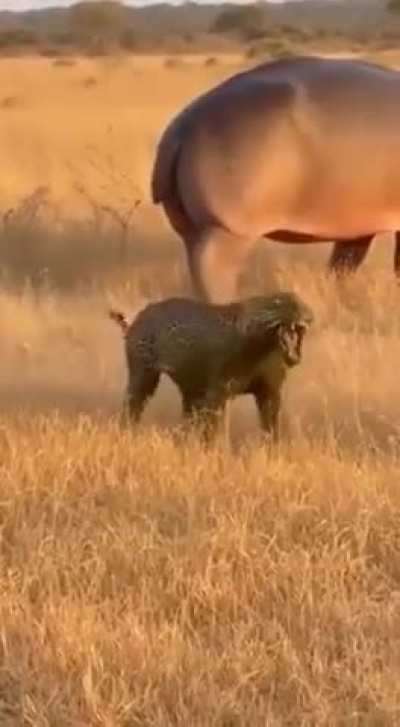Anasının amını tersten gören leopar