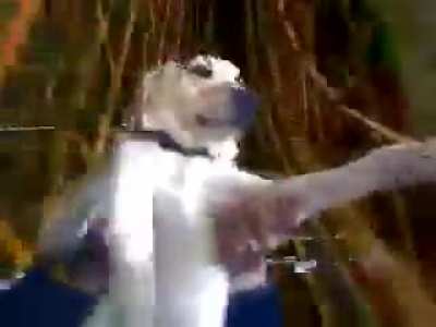 what the dog doin