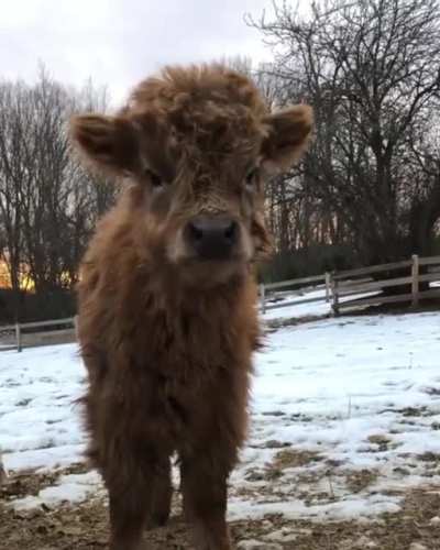 She&acute;s so fluffy!