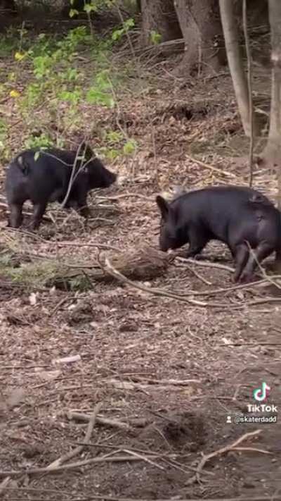 Hogs getting down.
