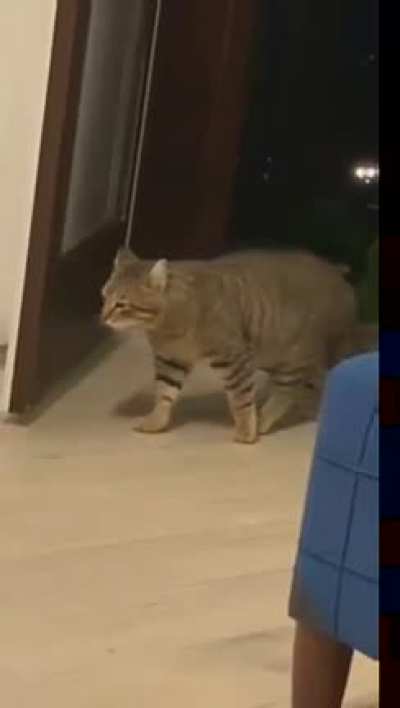 cat getting jumped
