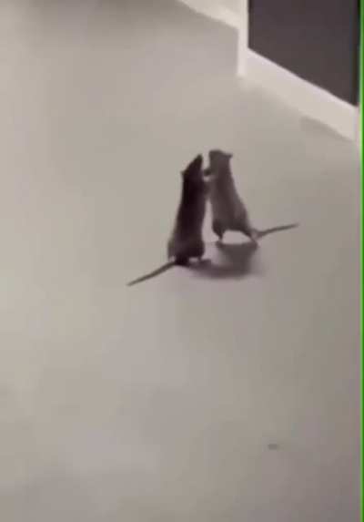 rat