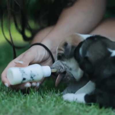 Viki | puppy love