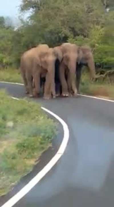 High level security given for a new born baby elephant by the group. Adorable &amp;amp; bit dangerous video shot at Sathyamangalam, Coimbatore, India.