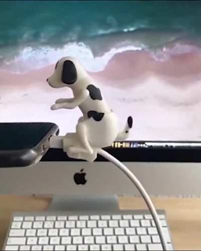 charging dog