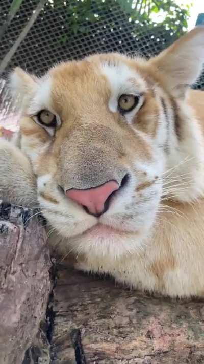 "There is a Tiger inside of you" The Tiger inside of me