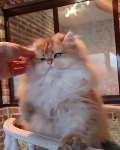 Lover of caress