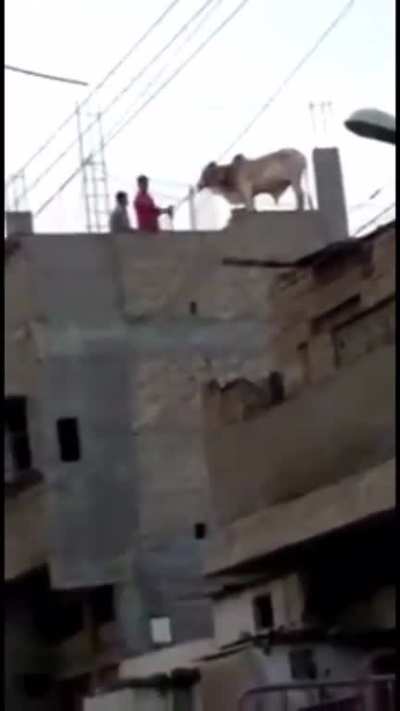 There is a metaphor for Pakistan somewhere in this video.