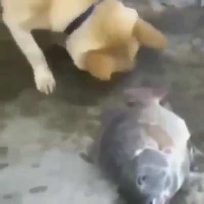 NOOOOOO!!