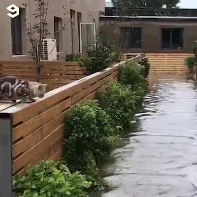 Doggo using the "Jesus" exploit