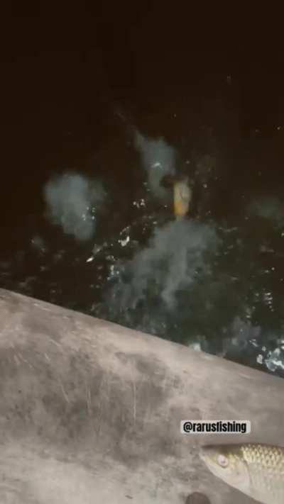 criatura de deus