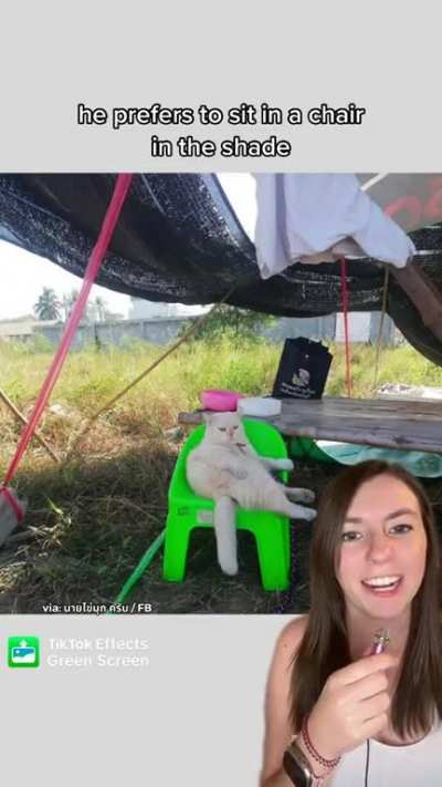 Cats with jobs