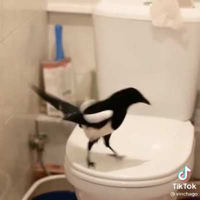 BullyBirb