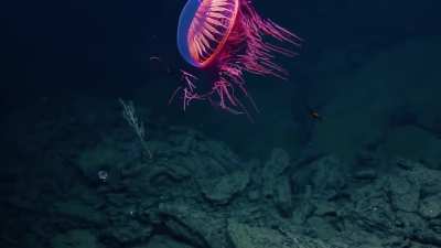 Woah that&rsquo;s a trippy jelly fish