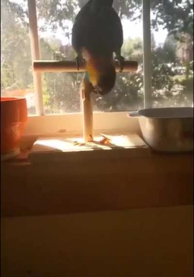 Help the Birb