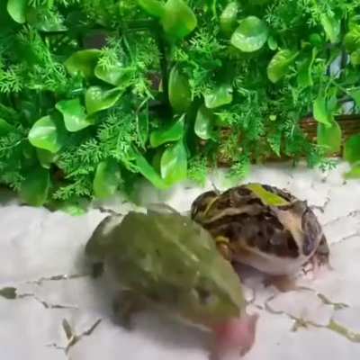 ich🐸iel